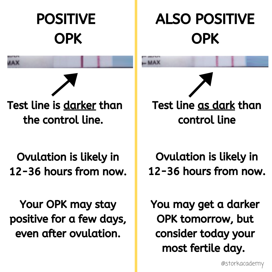 This Is What A Positive Opk Looks Like Storkacademy