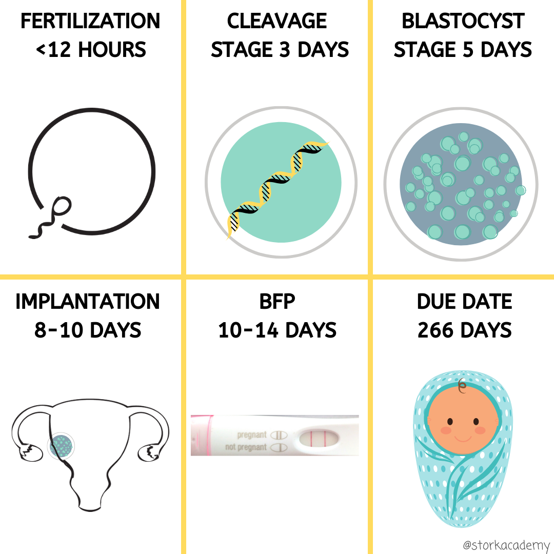 Fertilization to Baby