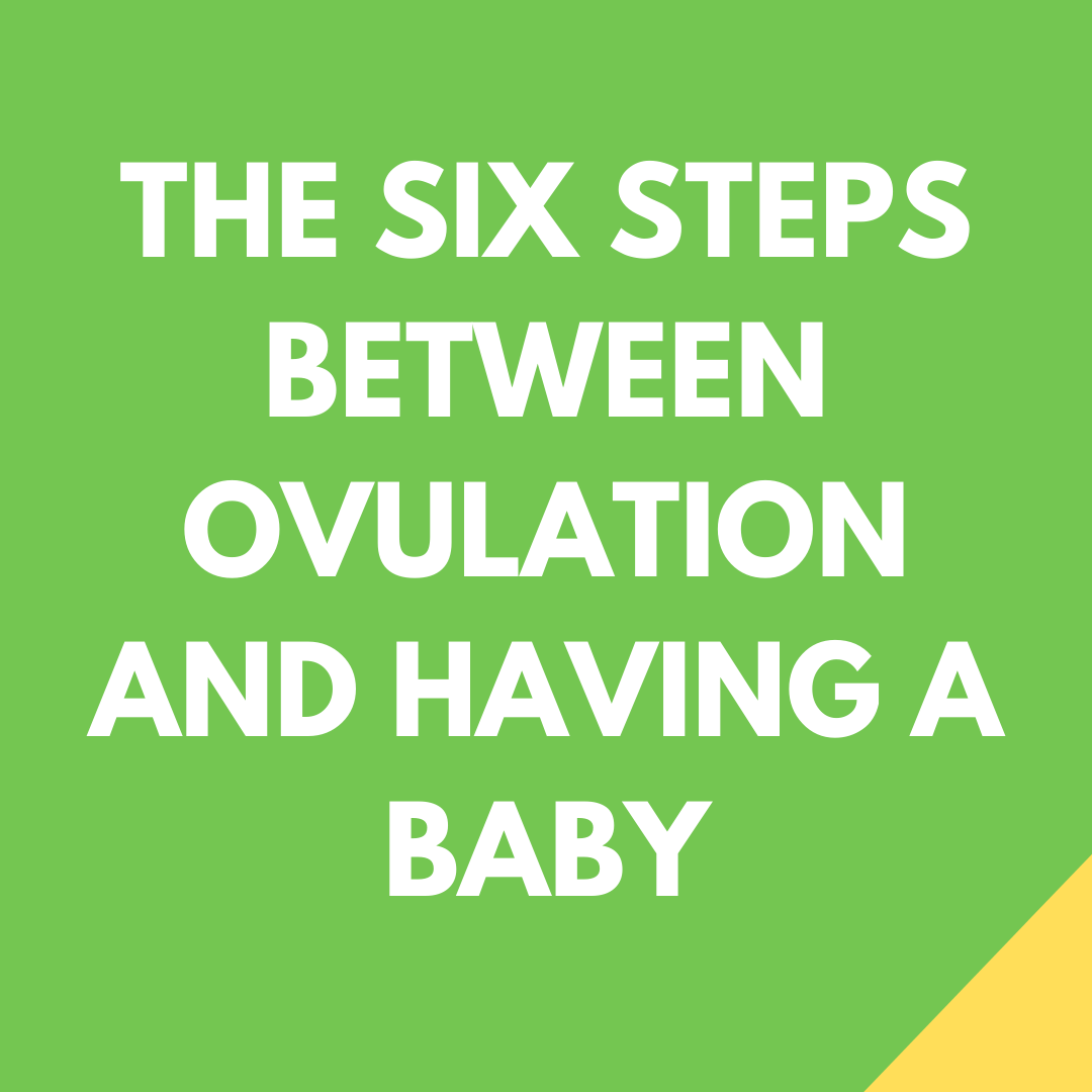 The Six Steps Between Ovulation and Having a Baby