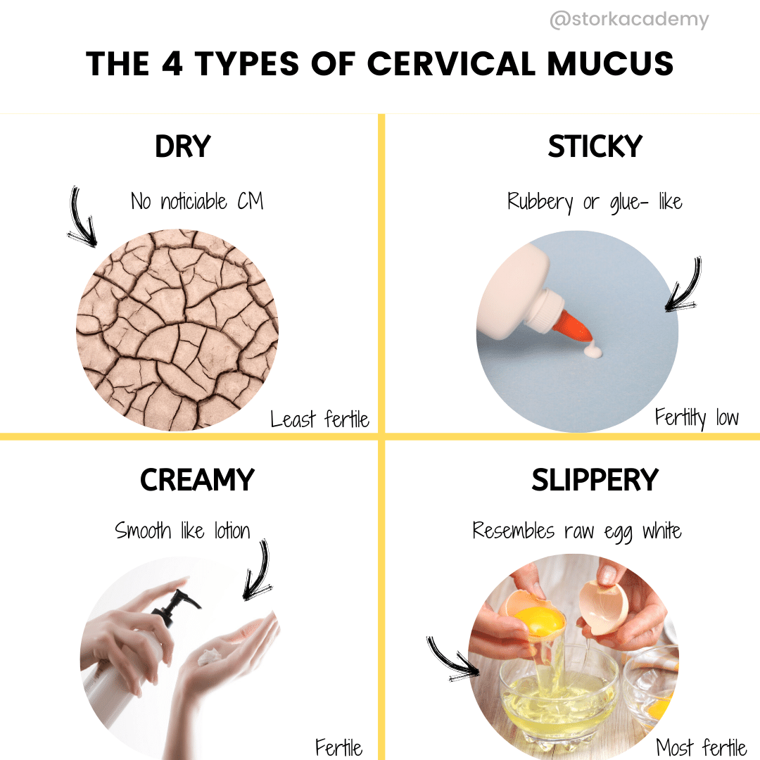 Instagram infographic 4 types cervimucal mucus for fertility