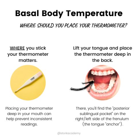 Where To Place Your Basal Body Thermometer - Storkacademy