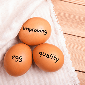 improving egg quality