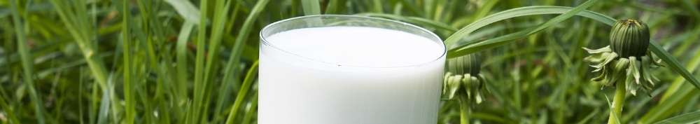 phytoestrogens in milk