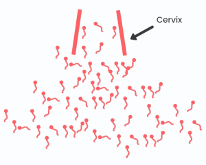 Most sperm cells don't make it through the cervical canal