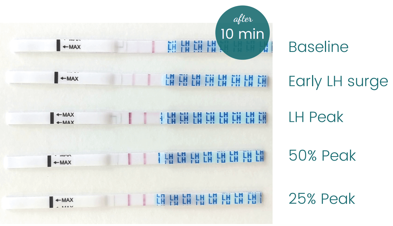 Wondfo ovulation test results
